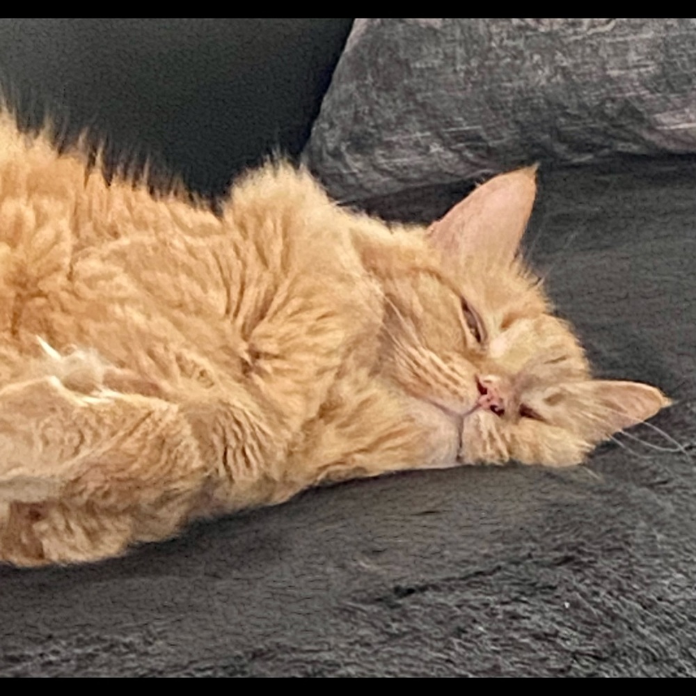 Meet your Posher, Tracey